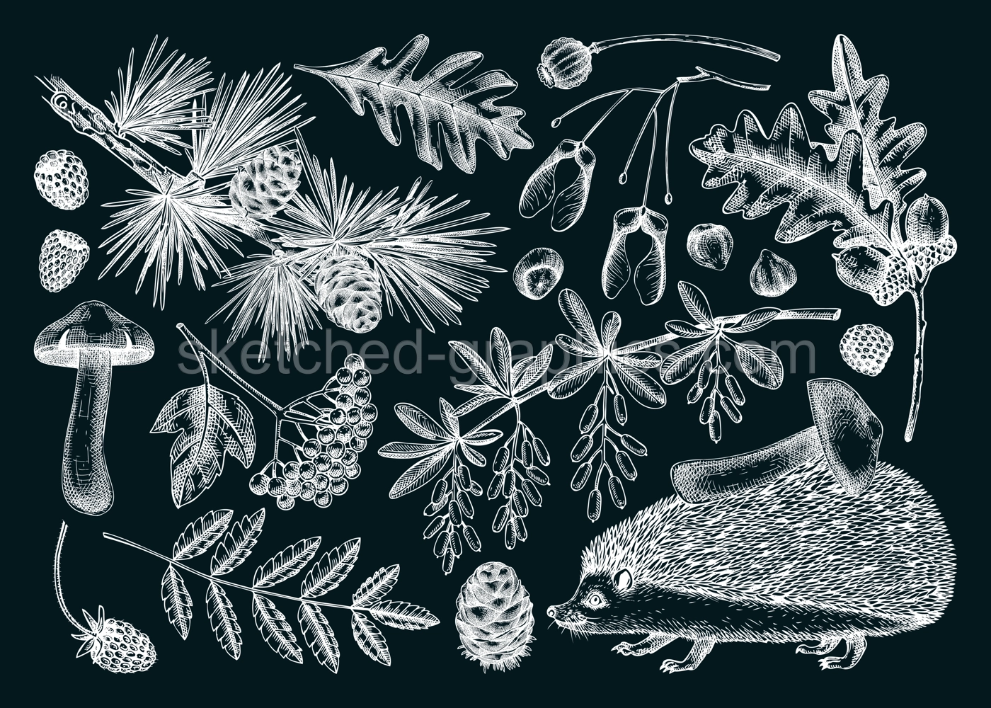 Autumn forest design elements in sketch style. Botanical drawings of fallen leaves, mushrooms, berries, and hedgehog on chalkboard. Vintage fall plants hand-drawn illustrations. Woodland nature set Illustration